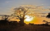 TANZANIA - Tarangire National Park - 43 Sunset